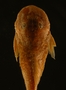 Pseudancistrus carnegiei 23 mmSL FMNH 58351 dorsal head